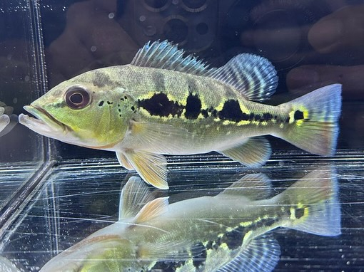 #キクラ #キクラオリノコセンシス 16cm