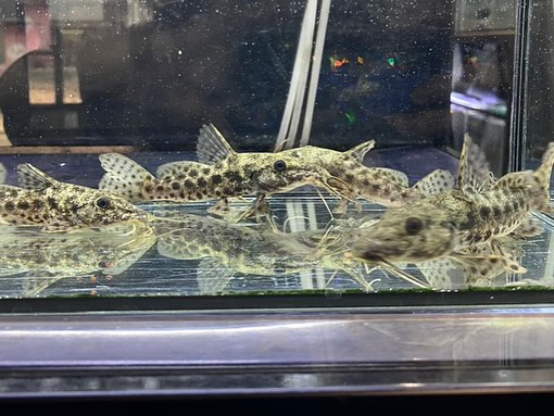 朝からバタバタしております。