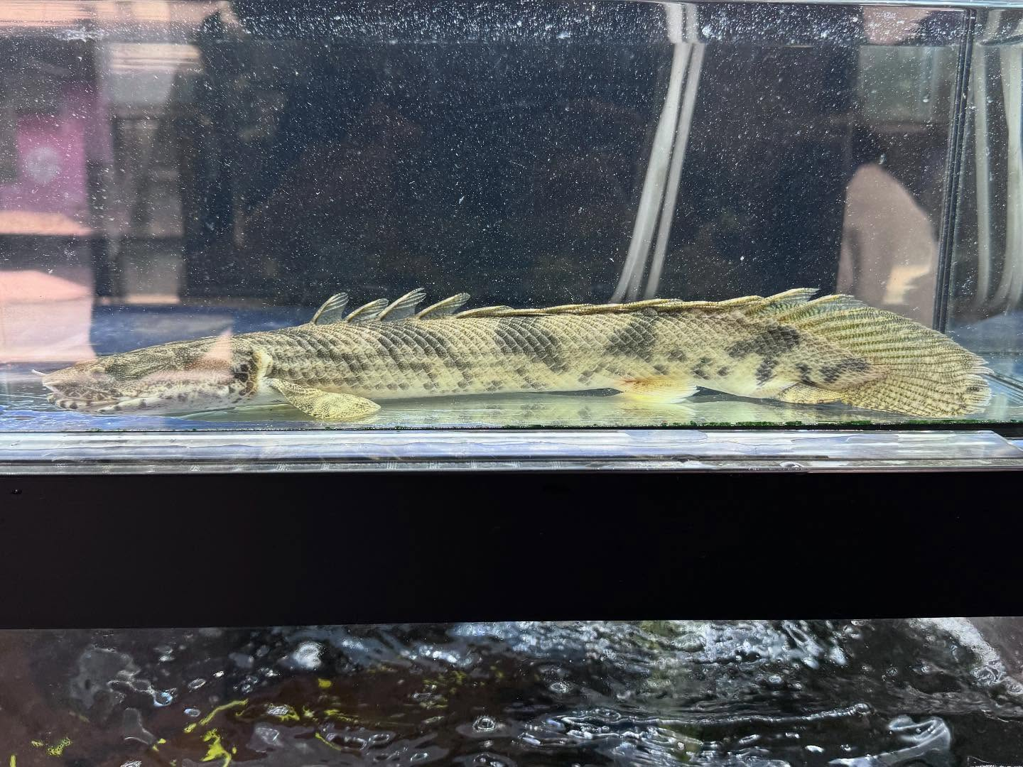 Po.エンドリケリー ファラナ