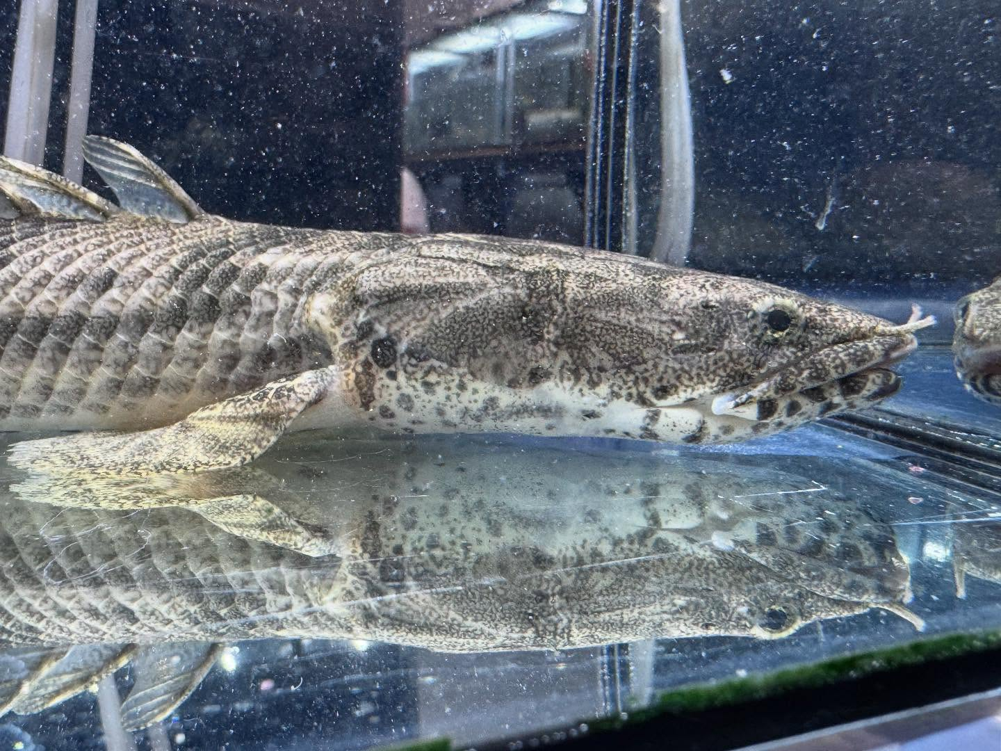 Po.エンドリケリー ファラナ