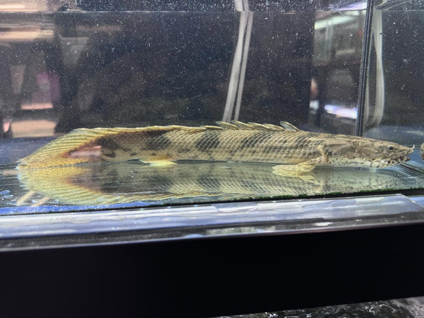 Po.エンドリケリー ファラナ