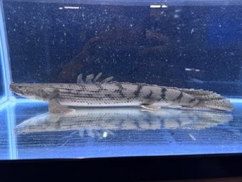 4月の特価とは別にSALEのご案内★