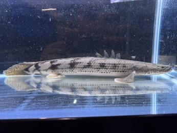 4月の特価とは別にSALEのご案内★