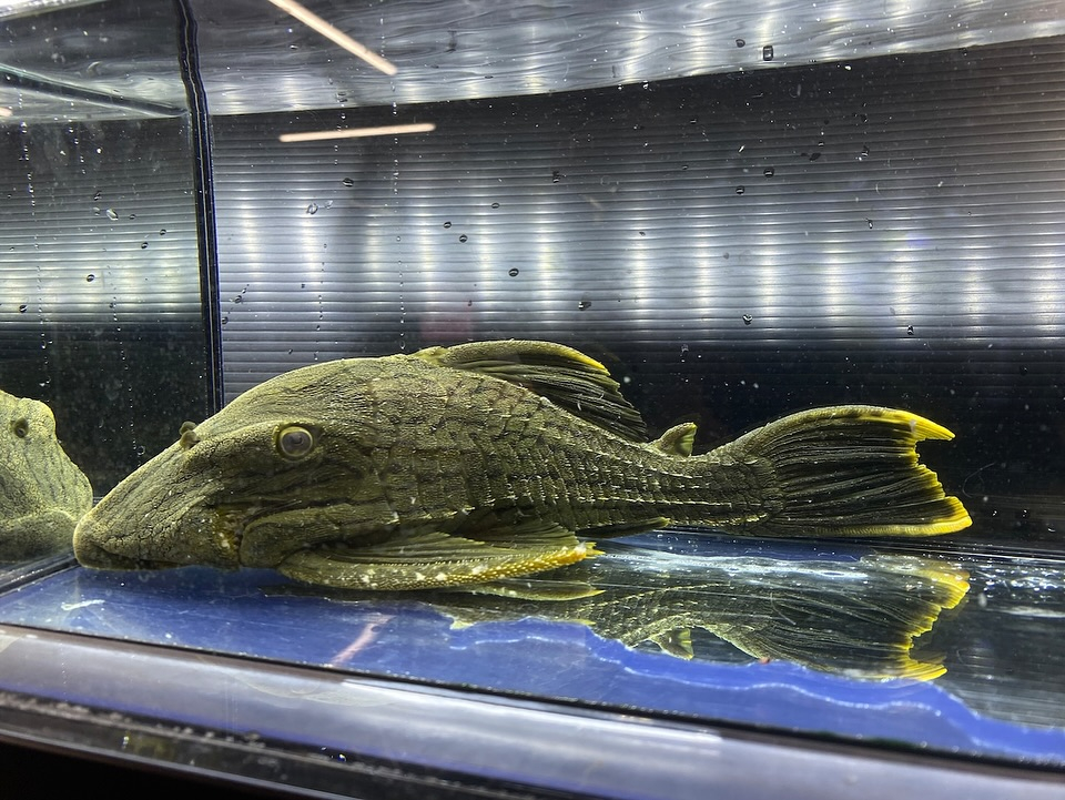 4月の特価とは別にSALEのご案内★