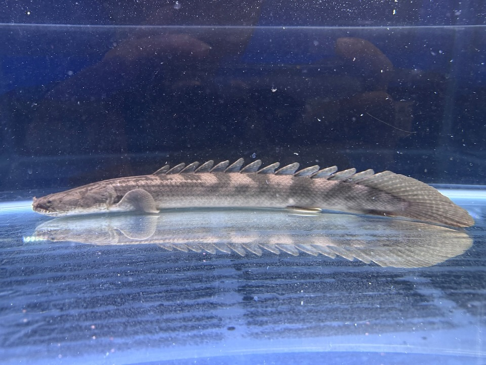 4月の特価とは別にSALEのご案内★