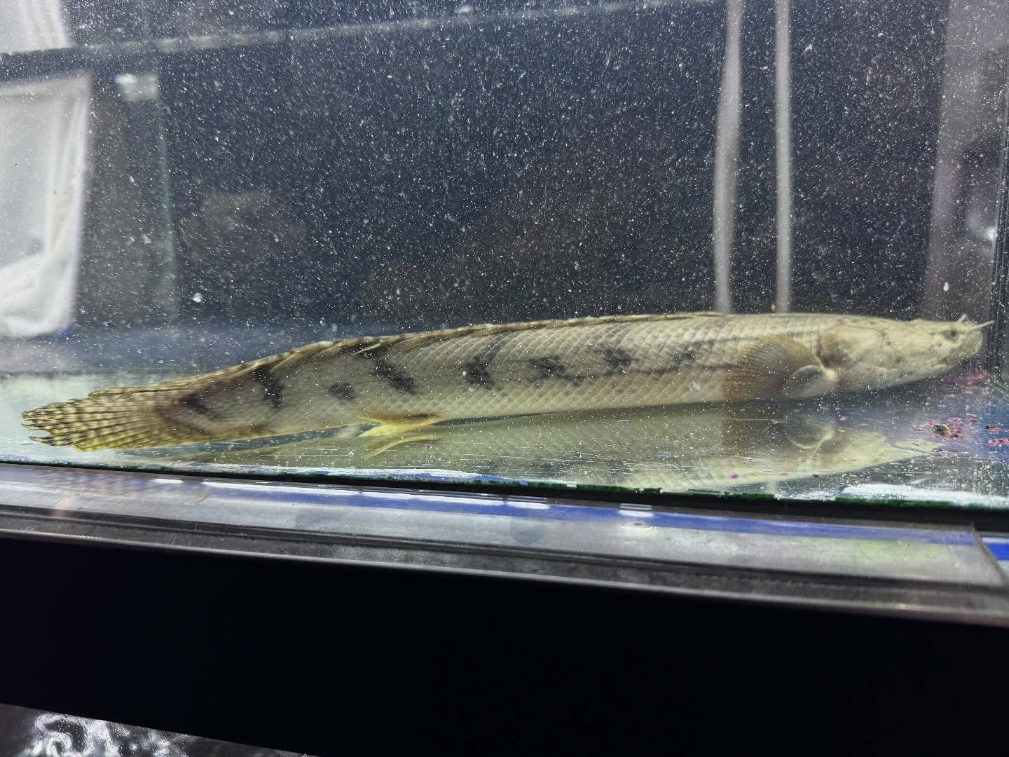 po.コンギクス タンガニーカ湖産 35cm⑧