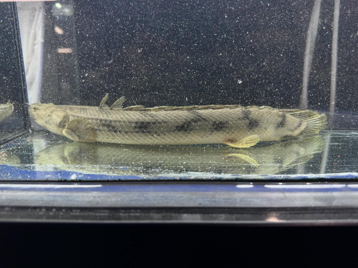 po.コンギクス タンガニーカ湖産 35cm⑧