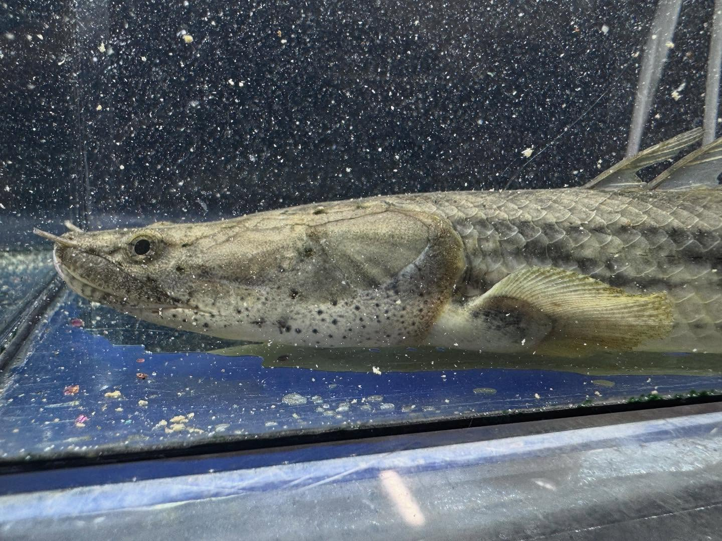 po.コンギクス タンガニーカ湖産 35cm⑧