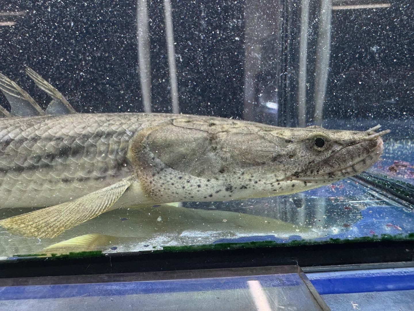 po.コンギクス タンガニーカ湖産 35cm⑧