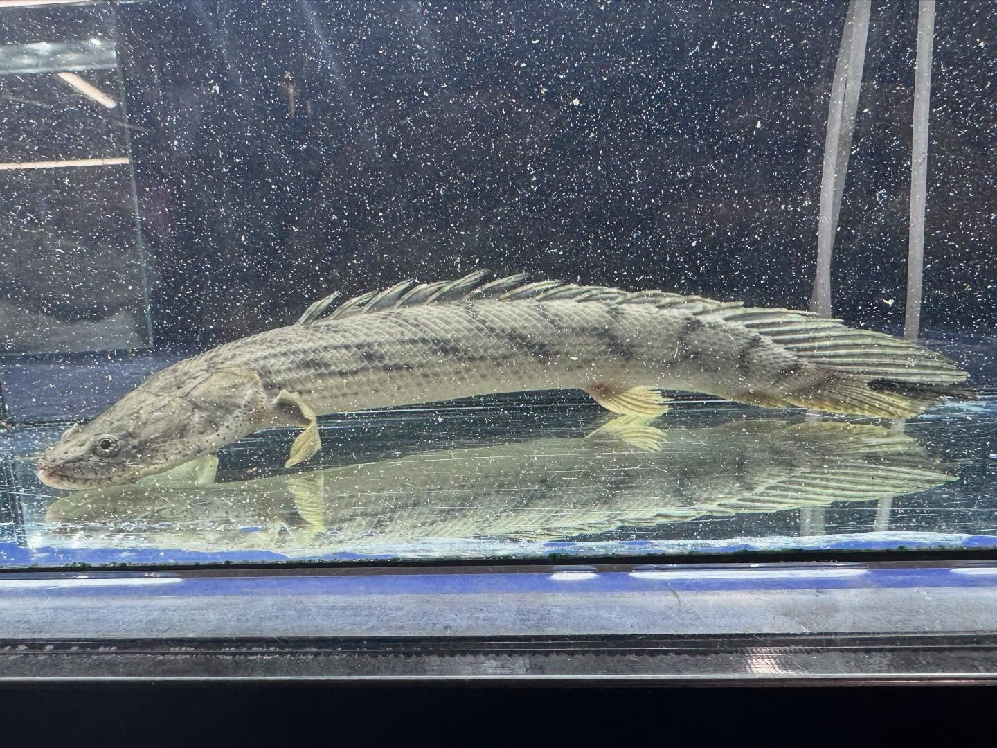 po.コンギクス タンガニーカ湖産 31cm⑦