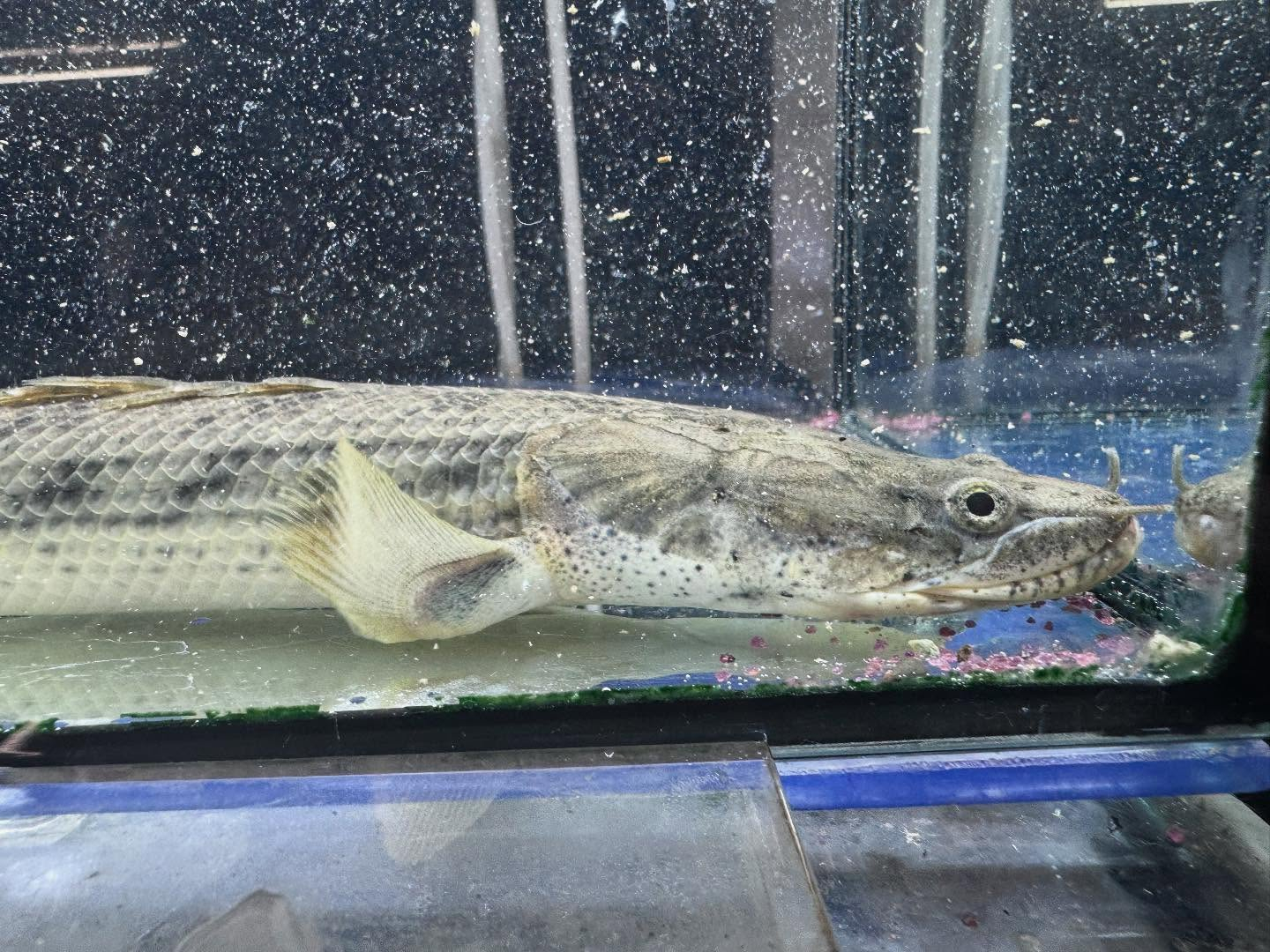 po.コンギクス タンガニーカ湖産 31cm⑦