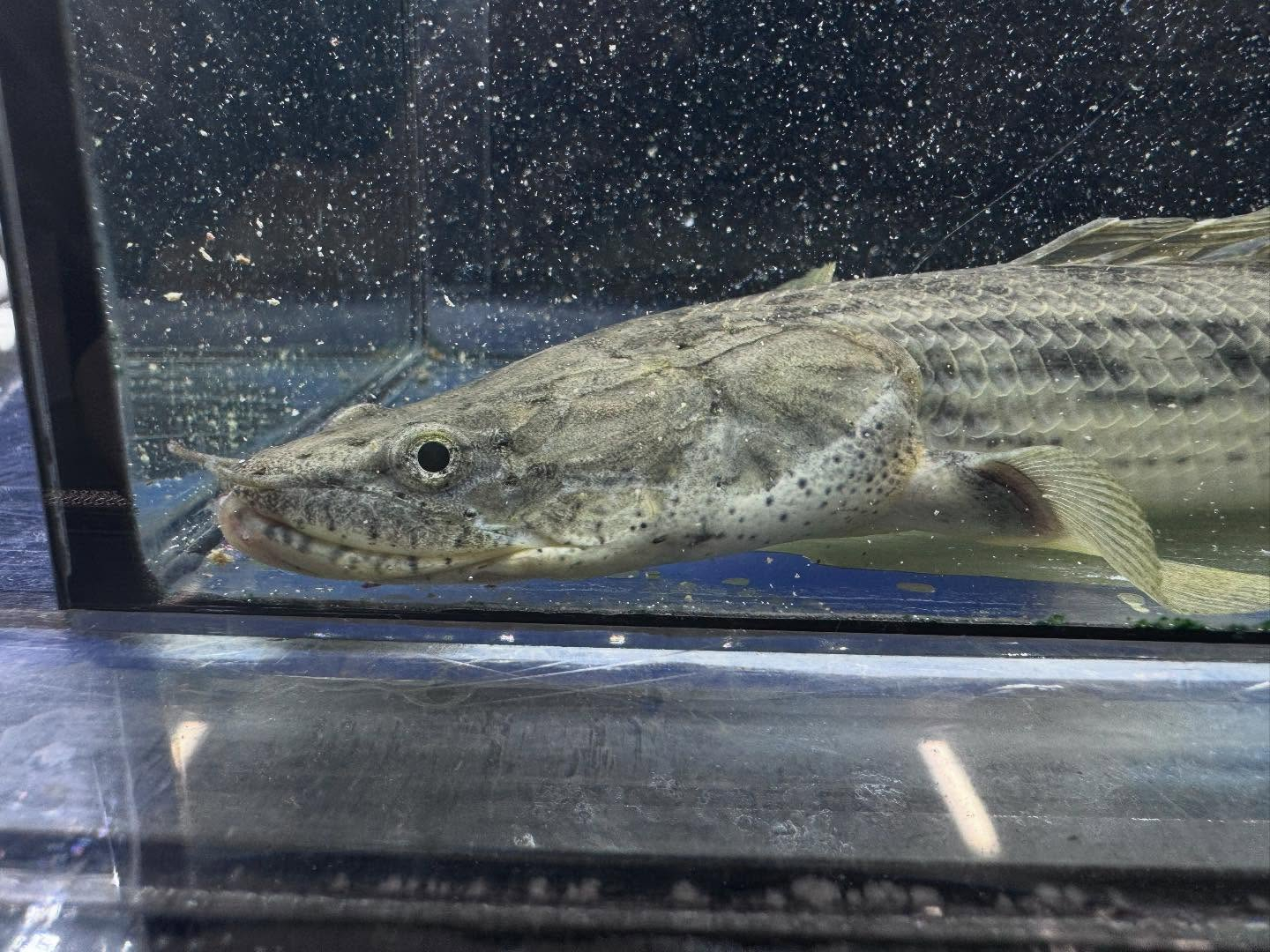 po.コンギクス タンガニーカ湖産 31cm⑦