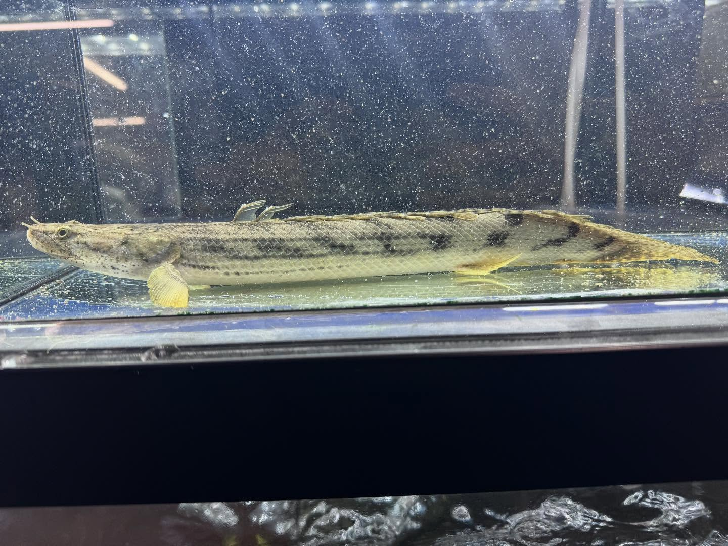 po.コンギクス タンガニーカ湖産 32cm⑥