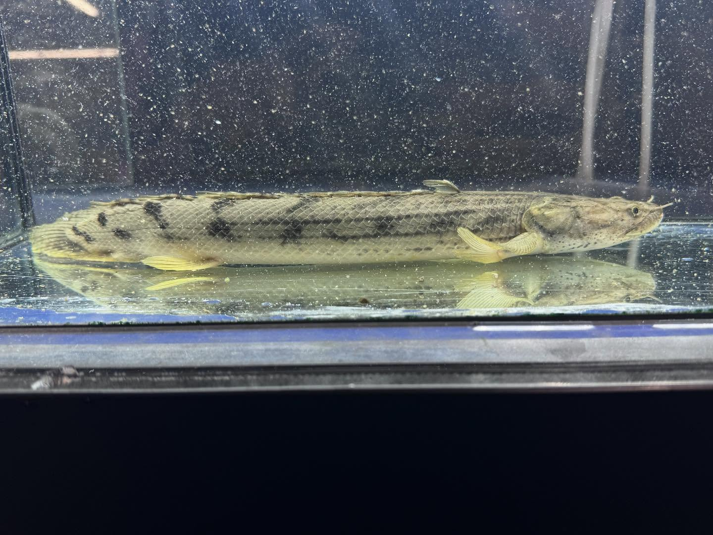 po.コンギクス タンガニーカ湖産 32cm⑥