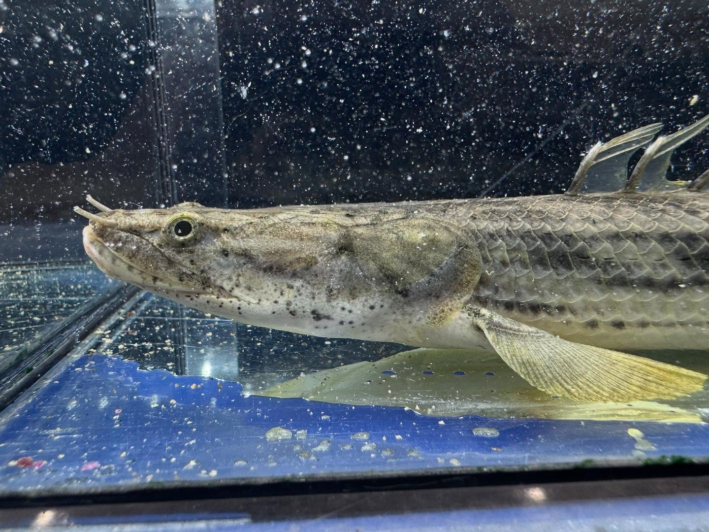 po.コンギクス タンガニーカ湖産 32cm⑥