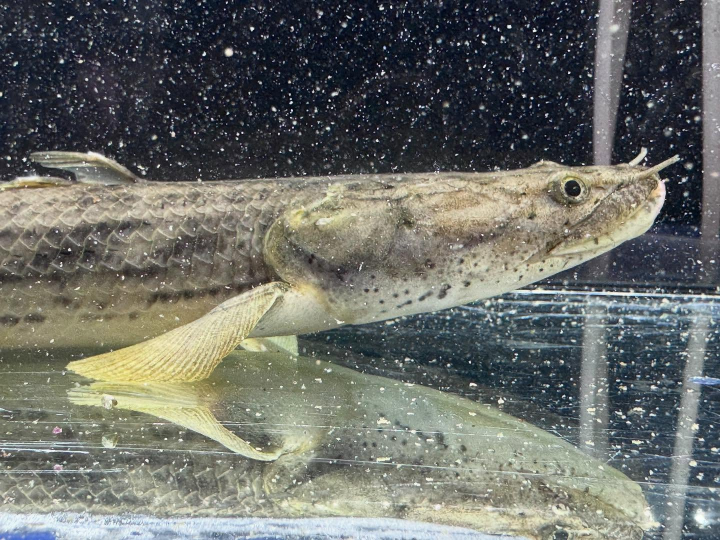 po.コンギクス タンガニーカ湖産 32cm⑥