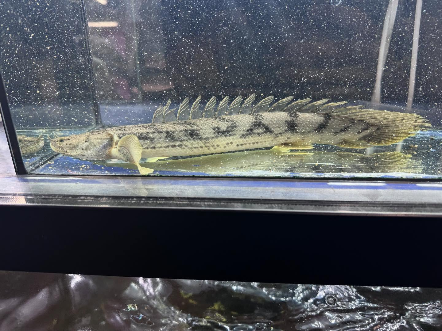 po.コンギクス タンガニーカ湖産 33cm⑤