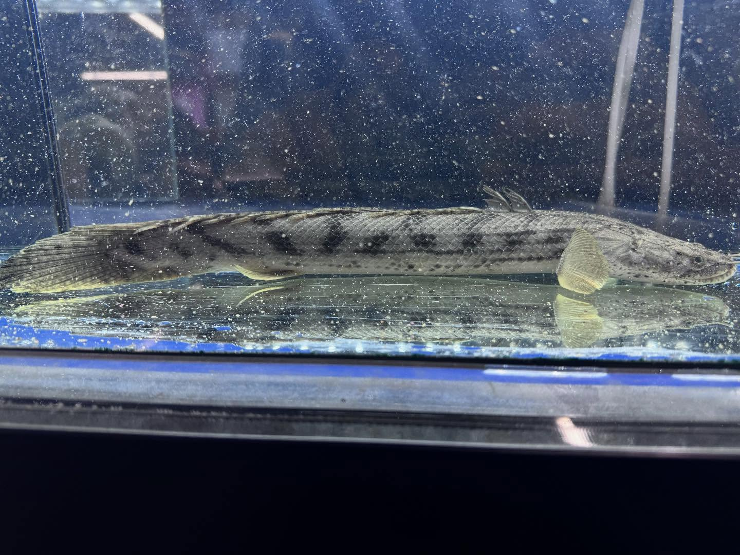 po.コンギクス タンガニーカ湖産 33cm⑤