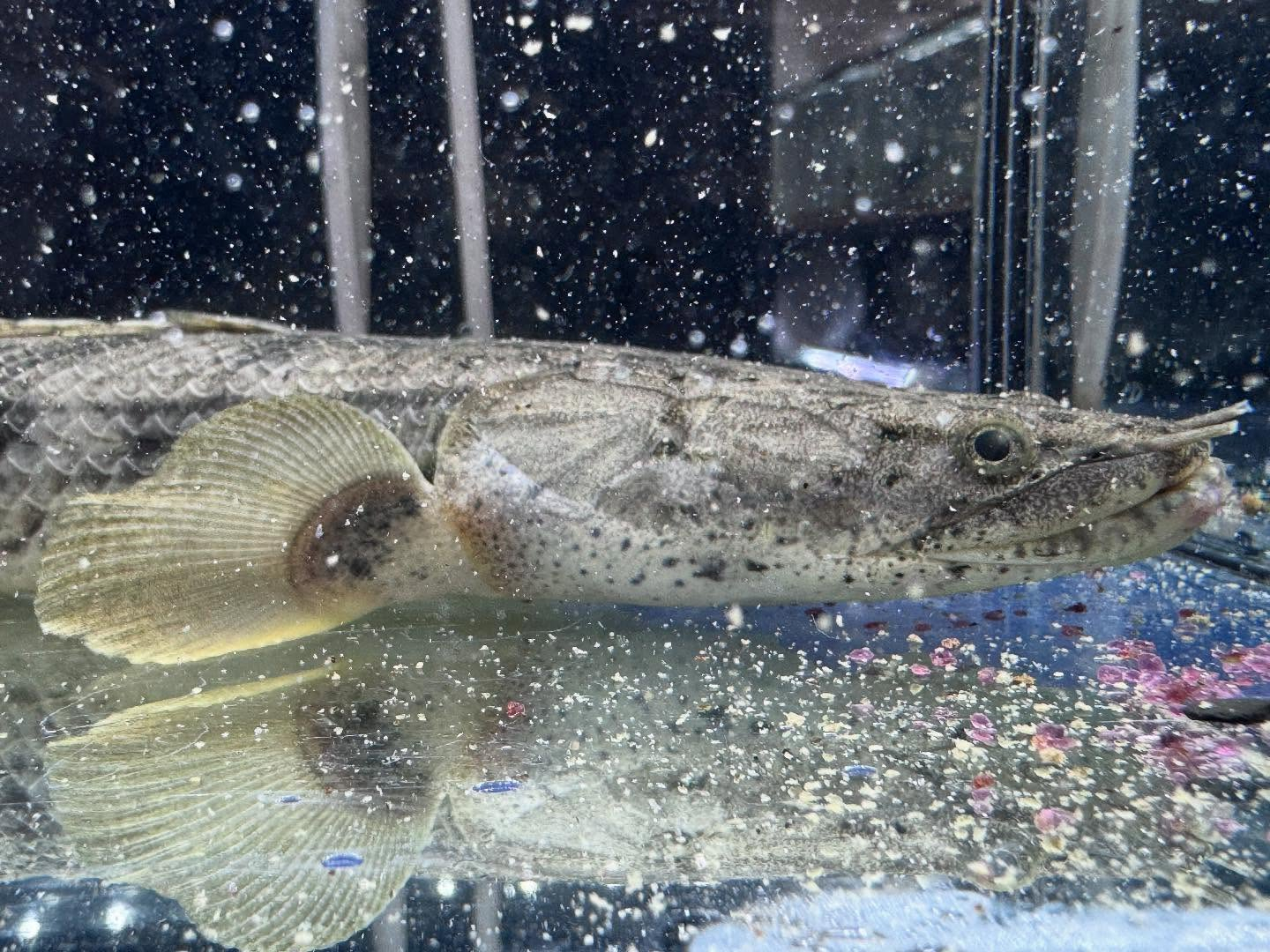 po.コンギクス タンガニーカ湖産 33cm⑤