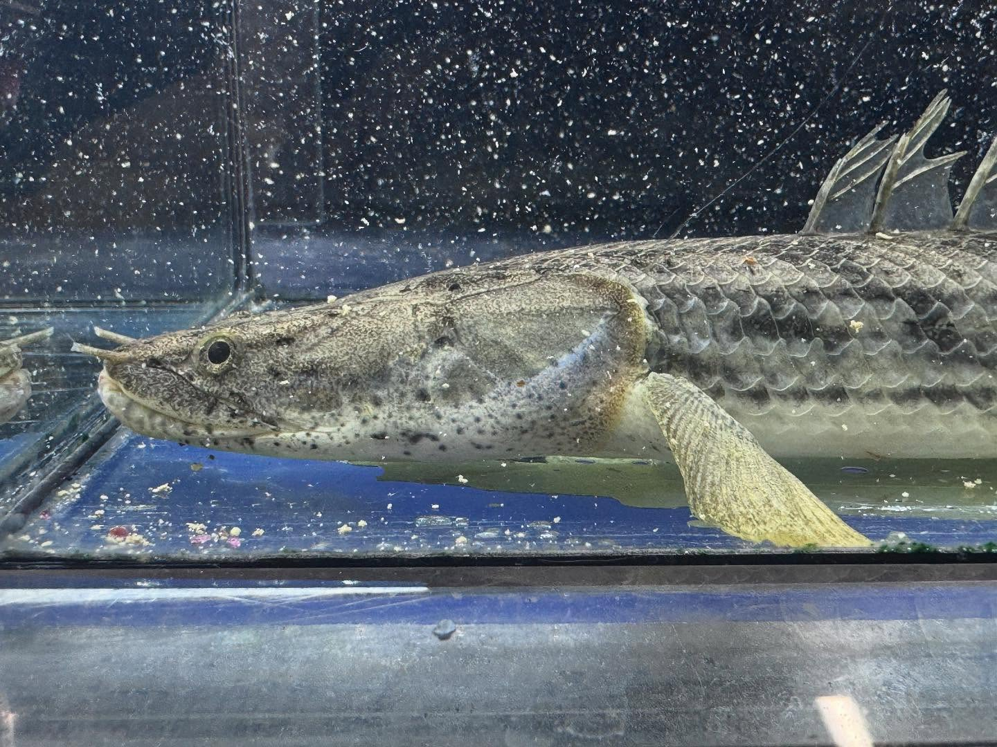 po.コンギクス タンガニーカ湖産 33cm⑤