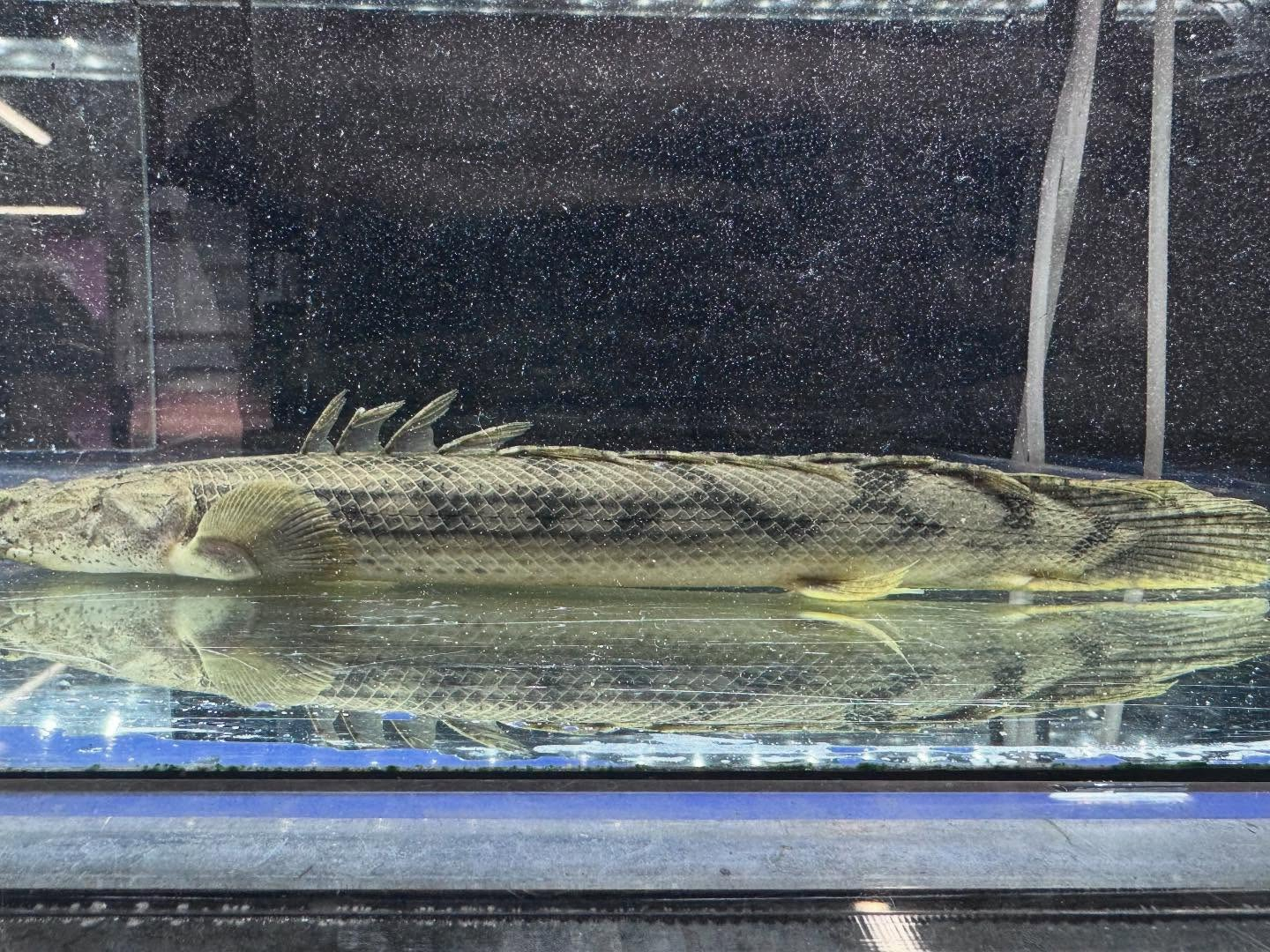 po.コンギクス タンガニーカ湖産 34cm④