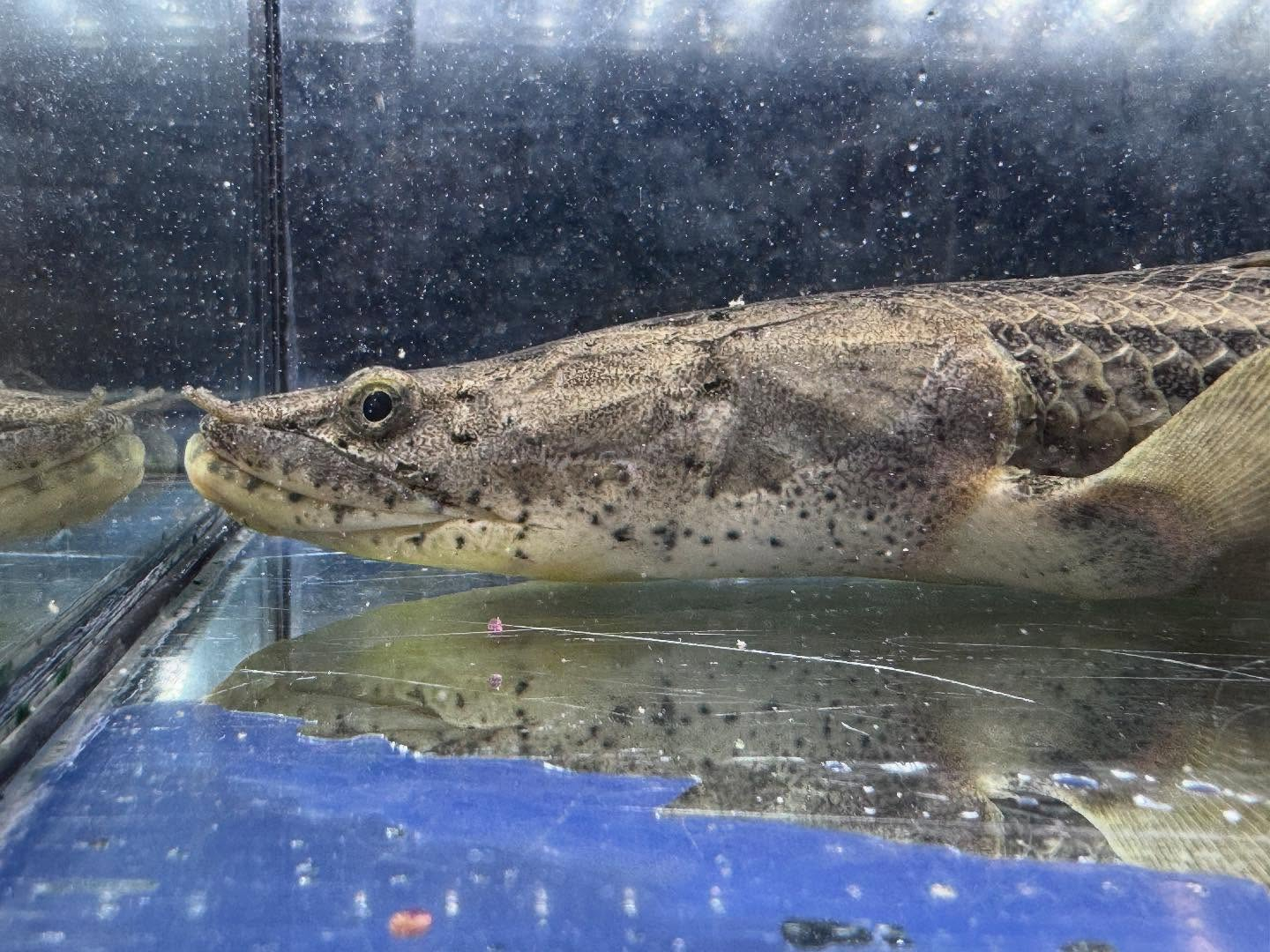 po.コンギクス タンガニーカ湖産 34cm④