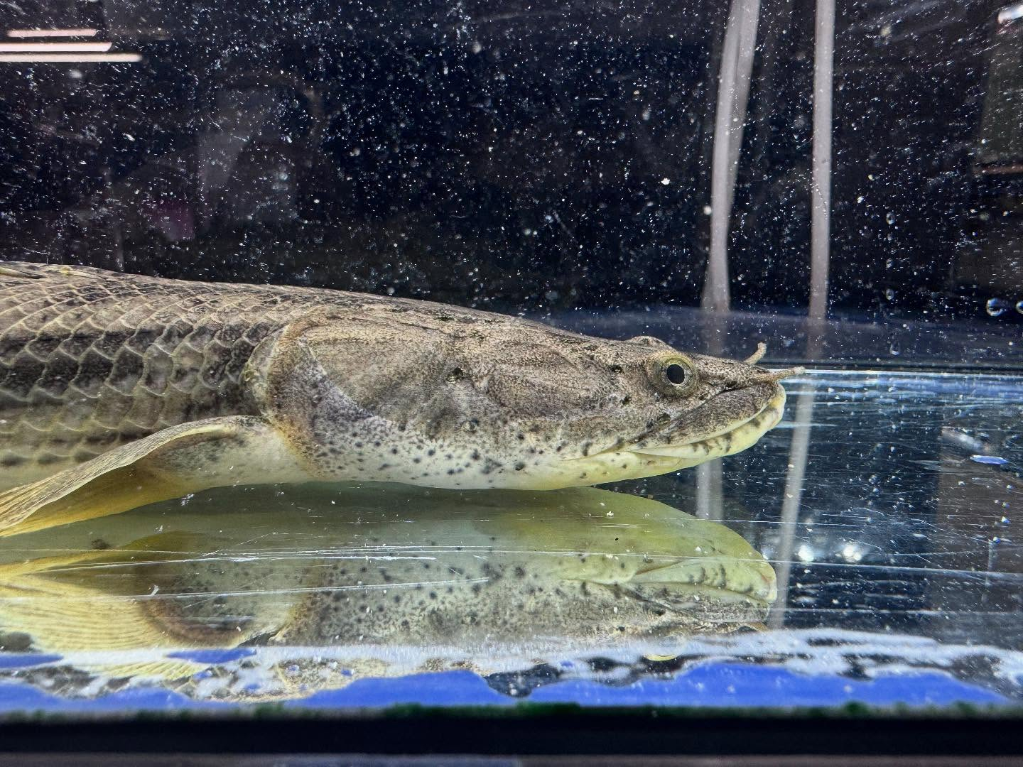 po.コンギクス タンガニーカ湖産 34cm④