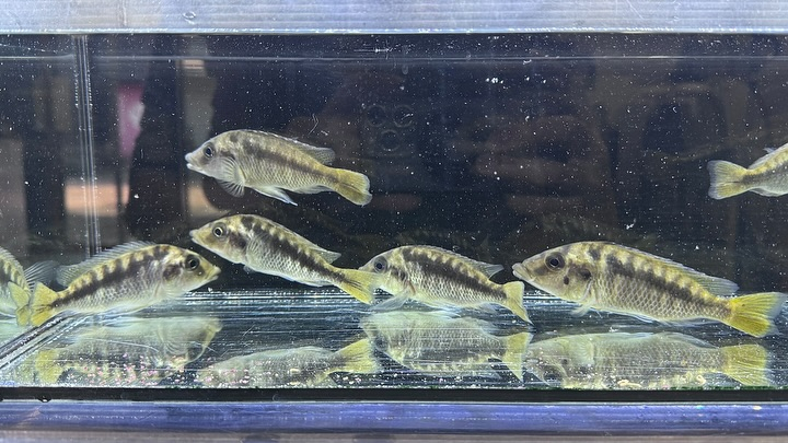 タンザニア便 直輸入の