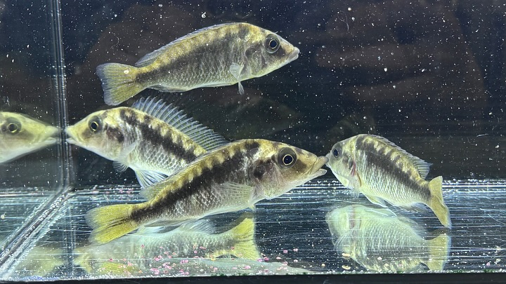 タンザニア便 直輸入の