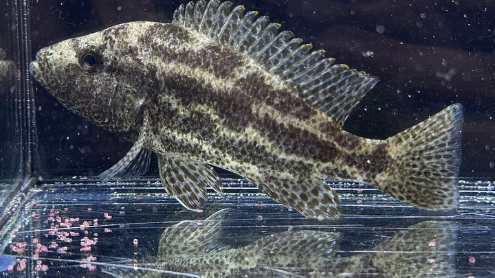 タンザニア便 直輸入の