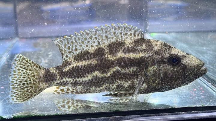 タンザニア便 直輸入の