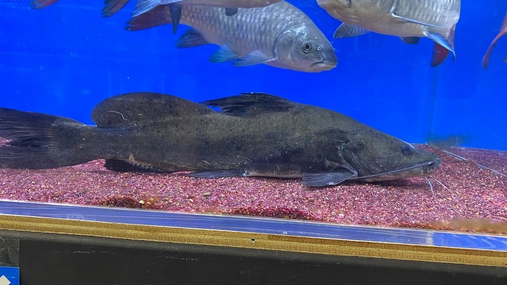 NEWタンザニア便