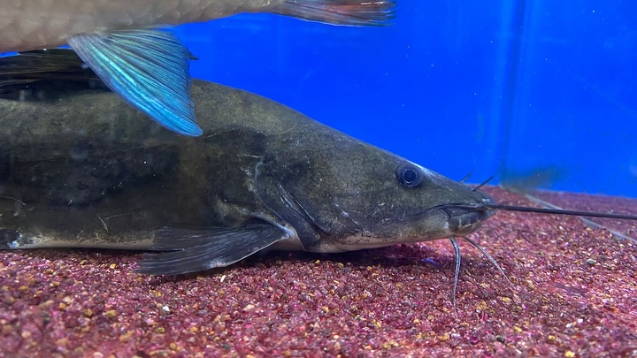 NEWタンザニア便