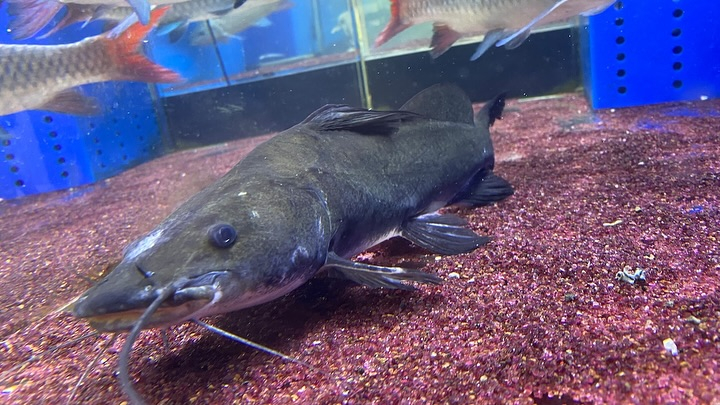 NEWタンザニア便