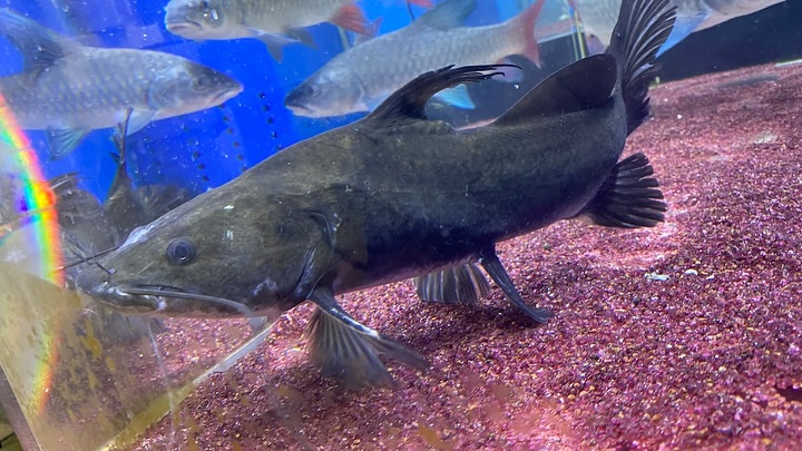 NEWタンザニア便