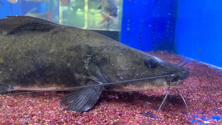 NEWタンザニア便