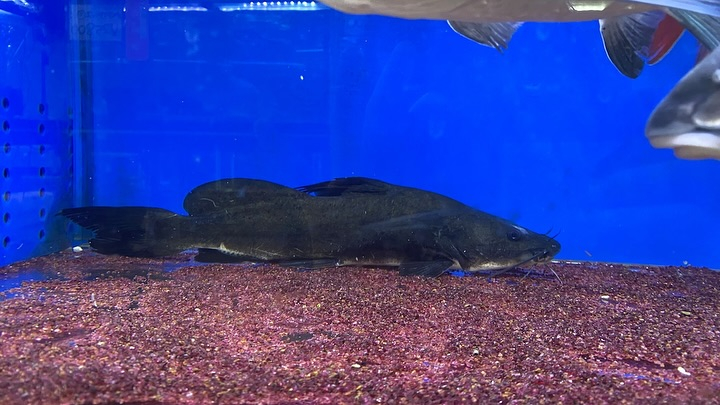 NEWタンザニア便