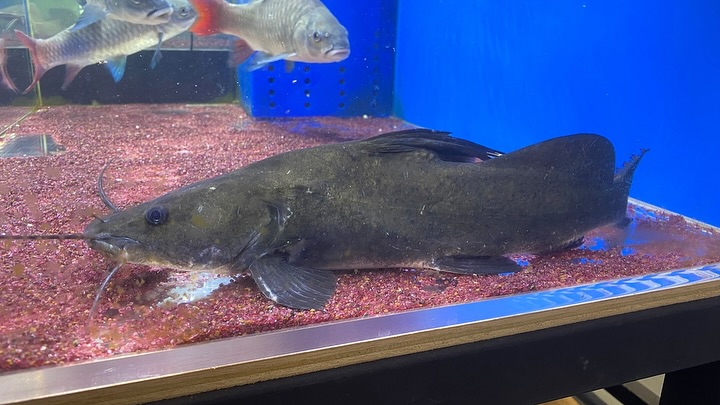 NEWタンザニア便