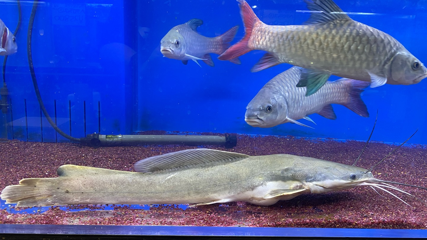 NEWタンザニア便