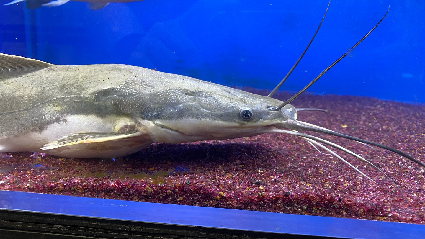 NEWタンザニア便