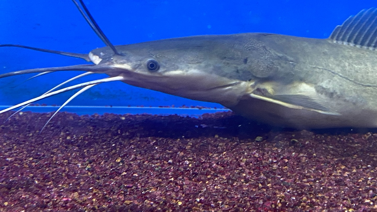 NEWタンザニア便