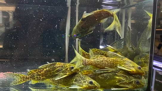 NEWタンザニア便