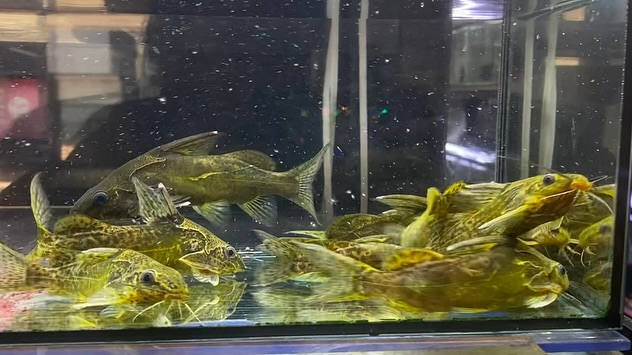 NEWタンザニア便