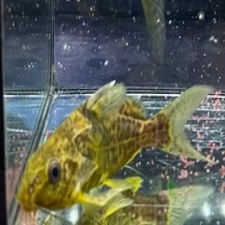 NEWタンザニア便