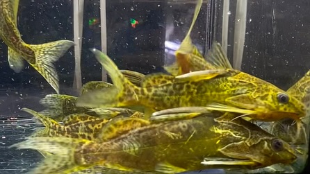 NEWタンザニア便