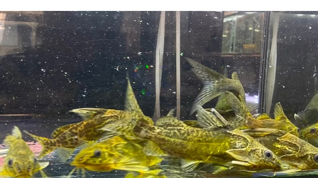 NEWタンザニア便