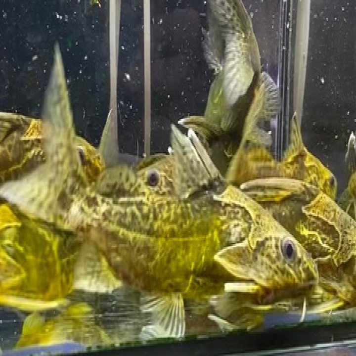 NEWタンザニア便