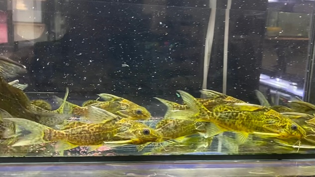 NEWタンザニア便