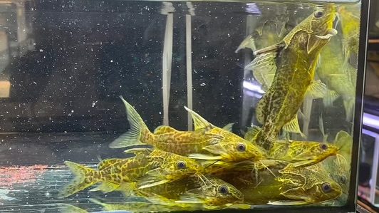 NEWタンザニア便