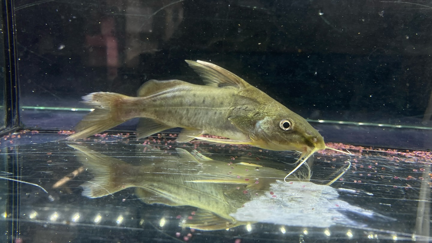 NEWタンザニア便